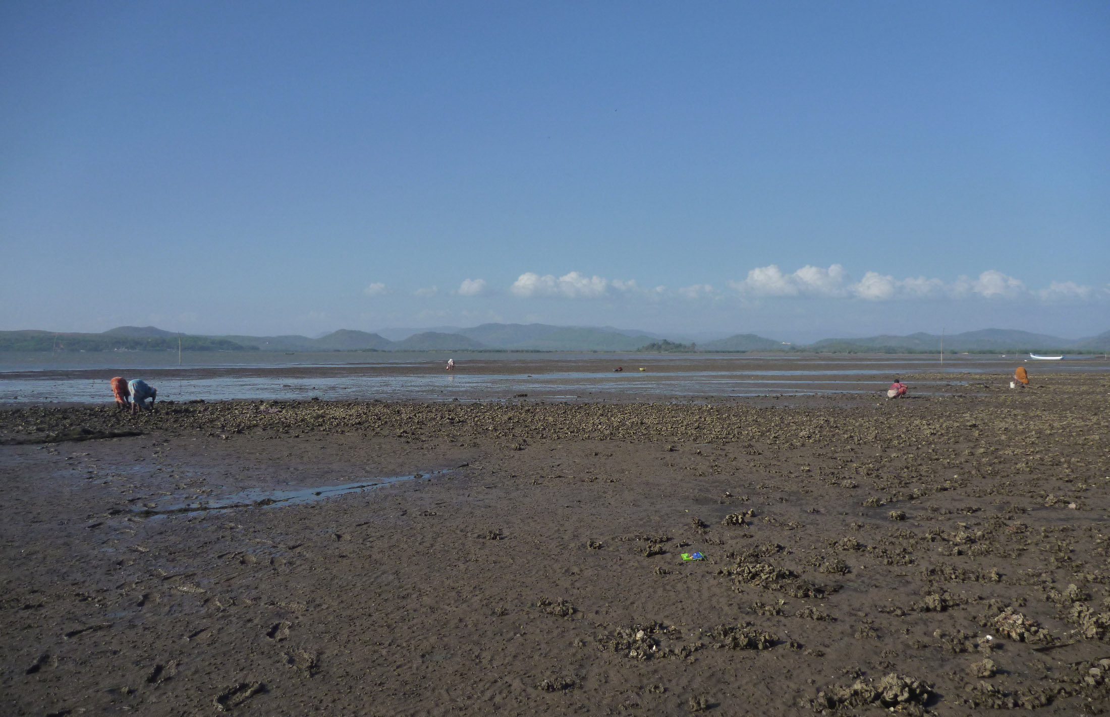 The Aghanashini estuary's oyster flats, near PCF's Kagal field station